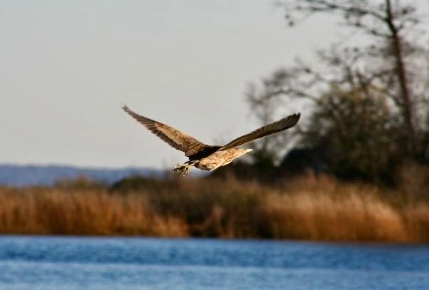 American Bittern flying towards Rock Island, by Alex Patterson